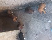 Doação de filhote de cachorro fêmea com pelo curto e de porte médio em Goiânia/GO - 31/05/2017 - 26369