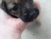 Doação de filhote de cachorro fêmea com pelo longo e de porte pequeno em Hortolândia/SP - 31/05/2017 - 26377