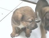 Doação de filhote de cachorro macho com pelo curto e de porte médio em Osasco/SP - 31/05/2017 - 26382