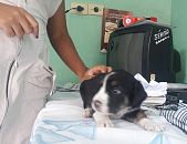 Doação de filhote de cachorro macho com pelo curto e de porte pequeno em Rio De Janeiro/RJ - 01/06/2017 - 26387