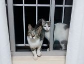 Doação de filhote de gato fêmea com pelo curto e de porte pequeno em Contagem/MG - 01/06/2017 - 26390