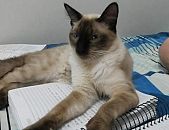 Doação de gato adulto macho com pelo longo e de porte pequeno em Criciúma/SC - 02/06/2017 - 26393