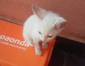 Doação de filhote de gato fêmea com pelo curto e de porte pequeno em Mongaguá/SP - 03/06/2017 - 26400