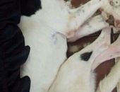 Doação de cachorro adulto fêmea com pelo curto e de porte médio em Taboão Da Serra/SP - 04/06/2017 - 26402