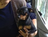 Doação de cachorro adulto macho com pelo curto e de porte pequeno em Itapecerica Da Serra/SP - 08/06/2017 - 26432
