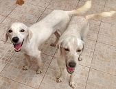 Doação de cachorro adulto macho com pelo curto e de porte médio em Caçapava/SP - 14/06/2017 - 26474