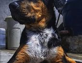 Doação de cachorro adulto macho com pelo longo e de porte médio em São Paulo/SP - 21/06/2017 - 26502