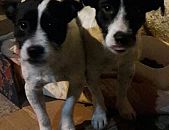Doação de filhote de cachorro fêmea com pelo curto e de porte pequeno em São Bernardo Do Campo/SP - 22/06/2017 - 26518