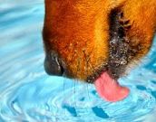 Hidrate seu cão