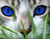 Olhar de gato