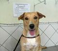 Doação de cachorro adulto fêmea com pelo médio e de porte médio em Rio De Janeiro/RJ - 29/04/2013 - 10356