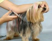 Profissão tosador: conheça os benefícios de trabalhar com cachorros