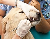 Como ocorre a troca de dentes nos animais de estimação