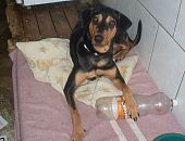 Doação de cachorro adulto fêmea com pelo médio e de porte médio em Rio De Janeiro/RJ - 29/04/2013 - 10358