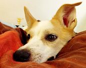Um ato de amor: História de cachorrinha tetraplégica ganha destaque na web 