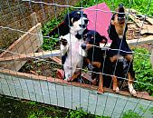 Doação de filhote de cachorro fêmea e de porte médio em Blumenau/SC - 09/09/2014 - 15191