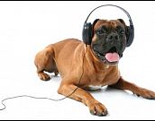 Música pra cachorro ouvir