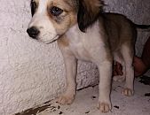 Doação de filhote de cachorro fêmea e de porte médio em Blumenau/SC - 19/11/2016 - 24722