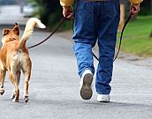 A importância da caminhada: sete motivos para exercitar o seu cão 