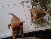 Doação de filhote de cachorro fêmea e de porte médio em Blumenau/SC - 17/07/2014 - 14568