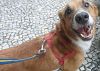 Doação de cachorro adulto macho com pelo médio e de porte médio em Rio De Janeiro/RJ - 29/04/2013 - 10368
