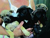 Doação de filhote de cachorro fêmea e de porte médio em Blumenau/SC - 27/05/2014 - 13989