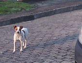 Doação de cachorro adulto macho e de porte médio em Blumenau/SC - 27/08/2014 - 15077