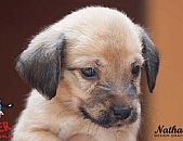 Doação de cachorro adulto macho com pelo curto e de porte médio em Contagem/MG - 24/05/2016 - 23020