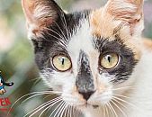 Doação de gato adulto fêmea com pelo curto e de porte médio em Contagem/MG - 20/01/2015 - 16427