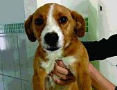 Doação de filhote de cachorro fêmea e de porte médio em Blumenau/SC - 13/06/2014 - 14175
