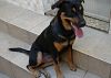 Doação de cachorro adulto fêmea com pelo médio e de porte médio em Rio De Janeiro/RJ - 06/05/2013 - 10386