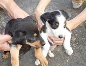 Doação de filhote de cachorro macho e de porte médio em Blumenau/SC - 24/05/2017 - 26279