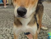 Doação de cachorro adulto macho com pelo curto e de porte médio em Rio De Janeiro/RJ - 06/05/2013 - 10388