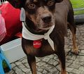 Doação de cachorro adulto fêmea com pelo médio e de porte médio em Rio De Janeiro/RJ - 06/05/2013 - 10389