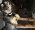 Doação de cachorro adulto fêmea com pelo médio e de porte médio em Rio De Janeiro/RJ - 29/04/2013 - 10354