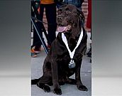 Após fugir de casa, cão participa de meia maratona