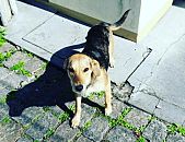 Doação de cachorro adulto fêmea e de porte pequeno em Blumenau/SC - 27/07/2016 - 23682