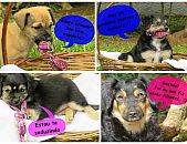 Doação de filhote de cachorro macho e de porte pequeno em Blumenau/SC - 26/06/2015 - 18116