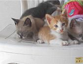 Doação de filhote de gato fêmea e de porte médio em Blumenau/SC - 18/01/2015 - 16406
