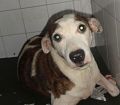 Doação de cachorro adulto macho com pelo médio e de porte médio em Rio De Janeiro/RJ - 29/04/2013 - 10345