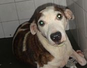 Doação de cachorro adulto macho com pelo médio e de porte médio em Rio De Janeiro/RJ - 29/04/2013 - 10345