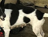 Doação de cachorro adulto fêmea com pelo curto e de porte pequeno em Contagem/MG - 01/09/2015 - 19080