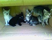 Doação de filhote de gato fêmea e de porte médio em Blumenau/SC - 23/04/2014 - 13516