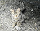 Doação de filhote de gato fêmea e de porte médio em Blumenau/SC - 27/04/2017 - 26096