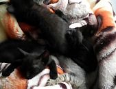 Doação de filhote de gato fêmea e de porte médio em Blumenau/SC - 21/05/2016 - 22987