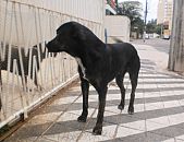 Doação de cachorro adulto macho e de porte médio em Blumenau/SC - 21/08/2014 - 15002