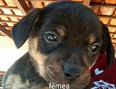 Doação de filhote de cachorro fêmea e de porte médio em Blumenau/SC - 10/09/2016 - 24093