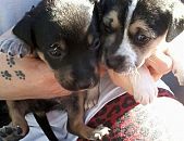 Doação de filhote de cachorro fêmea e de porte médio em Blumenau/SC - 23/09/2014 - 15334
