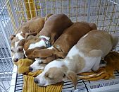 Doação de filhote de cachorro fêmea e de porte médio em Blumenau/SC - 09/09/2014 - 15195