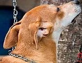 Doação de cachorro adulto fêmea com pelo curto e de porte médio em Contagem/MG - 18/04/2014 - 13429